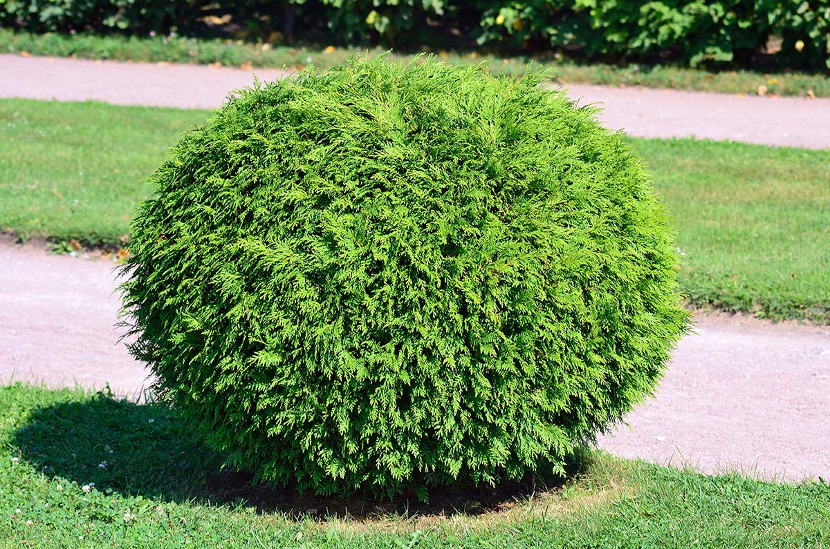 green shrub