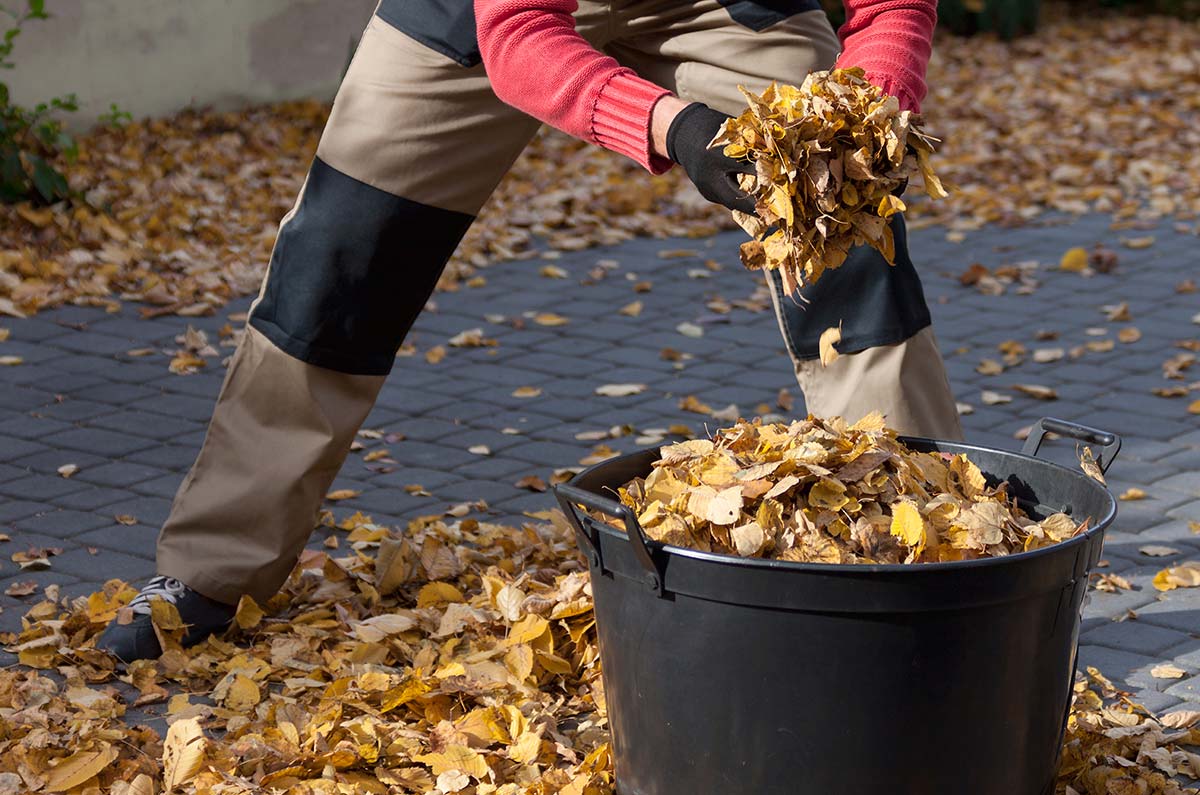 person disposing of leaves